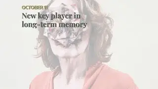 New key player in long-term memory
