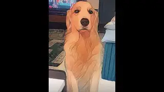 SHINOCHAN & SIMBA 🐕 bom dia Brasil at&eacute; 17:00 a&iacute;