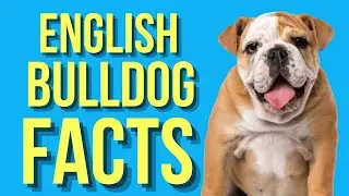 English Bulldog top 10 Interesting facts