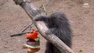 Baumstachler-Jungtier im Tierpark Berlin - Porcupine offspring at Tierpark Berlin