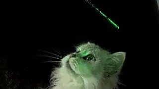 Cat and green laser