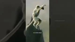 Sifaka lemur pelompat dari madagascar