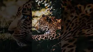 The Hidden Gaze of the Leopard