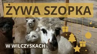ŻYWA SZOPKA W WILCZYSKACH