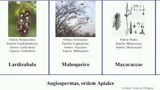 Angiospermas, ordem Apiales strychnos sanctum australiana angiosperms capensis racemosa cordata