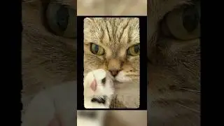 モモコちゃん#ねこ#ねこのいる生活 #ねこ動画 #ねこのいる暮らし #ねこ部 #ねこ好きさんと繋がりたい #ねこさん #モモコちゃん#すこてぃっしゅふぉーるど #サバトラ猫