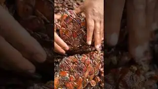 Soft and juicy dates🌴#short #date #palm #fruit #funny #funnyshorts #shortvideo #shortsvideo#asmr