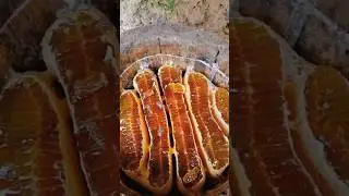 La Miel Es El &Uacute;nico Alimento Eterno