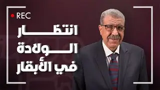 اجراءات انتظار الولادة في الابقار