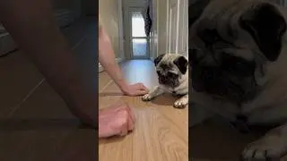 He was WRONG!! 😳 Dog Treat Challenge #challenge #dog #dogtreats