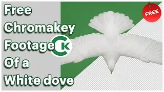 Free White Dove Flying Chroma Key Footage | Green Screen