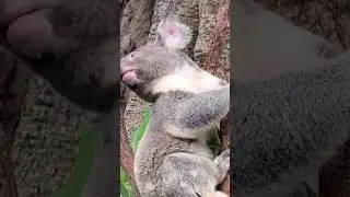 Koala&rsquo;s Climb to the Top 🌿🐨🌳