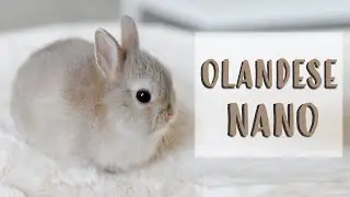 Coniglio OLANDESE NANO - Tutte Le Informazioni