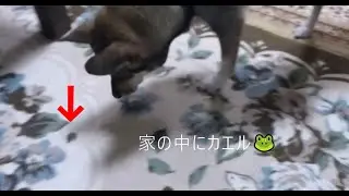 家の中にもカエルがいるけろ🐸