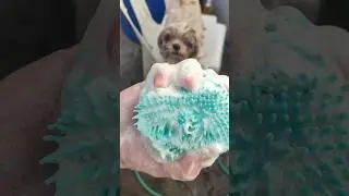 SHI TZU MIKAY NEED SCRUB ONCE A WEEK #shitzu #dog #tipsfordog #labrador #okiedoggie #pure #like