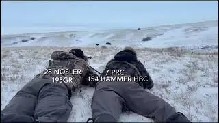 Duo Bison Hunt &bull; 7 PRC &bull; 154 Hammer HBC