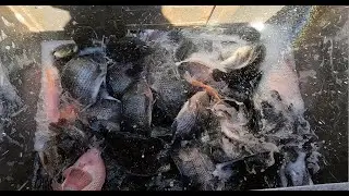 18.09.2025. Зарыбление гигантской тилапией и императорским сомом на озерах реки Санта-Ана