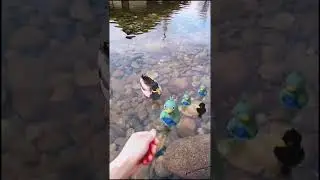 Who says Ducklett are ugly?🦆 🦆 🦆 #shorts #pokemon #pokemongo #cute #3d #animation #ducklett #ducks