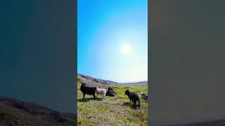 - Icelandic Sheep - #iceland #wildlife #outdoors #travel #sheep #adventure