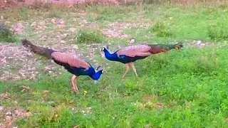  beautiful new peacocks and|  for peacocks birds and mor| vlogs video  