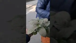 Road side mila plant 😍😲😱🌿#plantrdenfriends #gardenshorts #yt #relaxing #nurture #plant