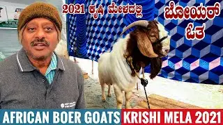 African BOER GOATS to Improve Growth Rate of Local Breeds at Krishi Mela 2021 Bangalore Karnataka