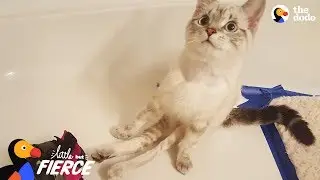Tiny Paralyzed Kitten Is A Fighter - ELLE | The Dodo Little But Fierce