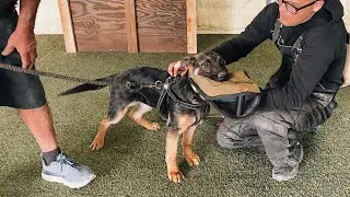 Nui von Riccar - 3 months