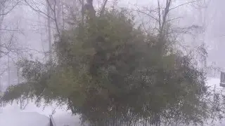 Bamboo dancing in the Jonas Blizzard of 2016