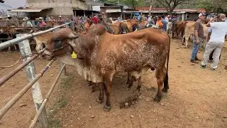 Tiangue de nueva guadalupe San Miguel mira los precios de los animales