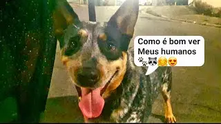 AUmigos fomos na aula de adestramento e socializa&ccedil;&atilde;o do blue heeler da semana que saudade 🐾🦝😍