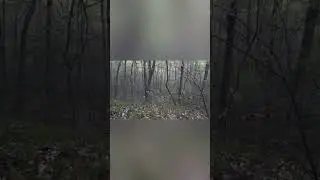 Ever have a Gobbler get shot on his way into you? Public Land Spring Turkey Hunt.