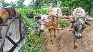 Rehat Water Wheel Irrigation Technolgy of Punjab | Old Method of Water Irrigation