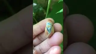 mermaid tail crystal blessing