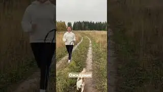 Как я бегаю со своей собакой: ожидание vs реальность