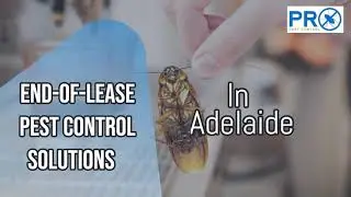End-of-Lease Pest Control in Adelaide | Bond-Ready Treatments & Certificates