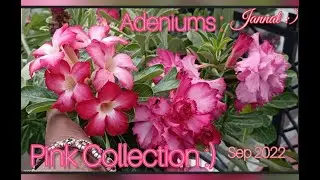 Adeniums : Pink Collection :) Pink isn't just a color. It's an attitude too.