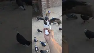 Batao Ya Kis Kabootar Ka Anday Hain Guess Kro &hearts;️ || #shorts #viral #pigeon
