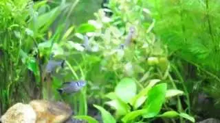Phantom Tetras