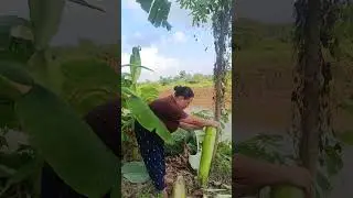 Cutting banana trunk!! #viral #dimapur #cooking #food