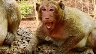Oh No ! Sweet Pea Got Angry Because Camera Man Don't Care Him to Give Food.