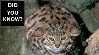 Meet the Deadliest Cat in the World.