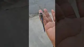 Тайная жизнь синей стрекозы 🔍