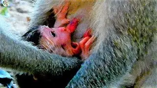 Poor newborn baby Janet open mouth very big | Pity newborn baby hungry milk take care by mom Jane |