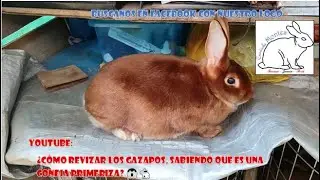 Revisión de gazapos🐇🐇🐇🐇🐇🐇, ¿qué debemos tener en cuenta? 😱😱😱| GMT