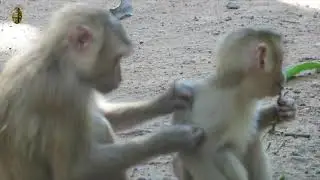 A sad troop monkeys at an ancient Angkor Thom temples!