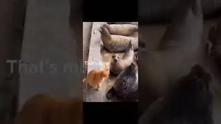 #animalcompilation  #animalhumor #animalsdoingthings #animalsofyoutube #funnyanimals