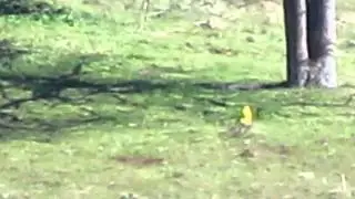 .243 AI @ 600 yards