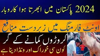 camel qurbani 2024/camel farming/modern camel meat processing factory/automatic camel milking techno