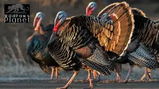 Wild Turkey: The Majestic Bird of North America